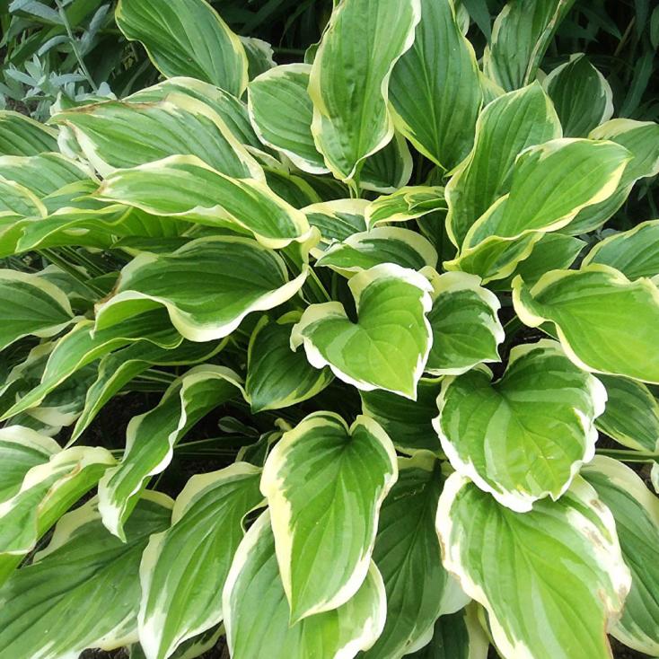 Хоста гибридная Со Свит/К