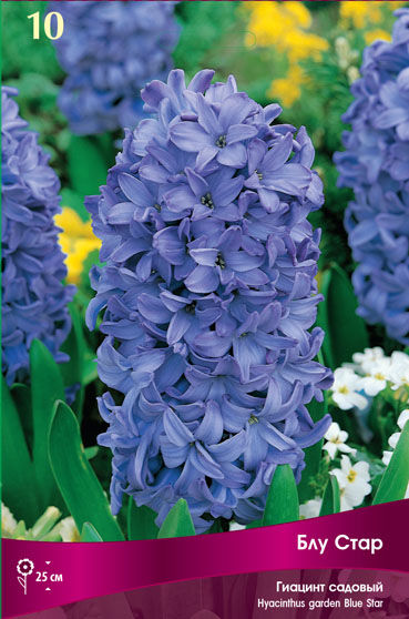 Гиацинт Садовый Блу Стар 14-15/К 3шт