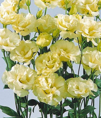 e607c3a50afa18b738b96369dfee7d70