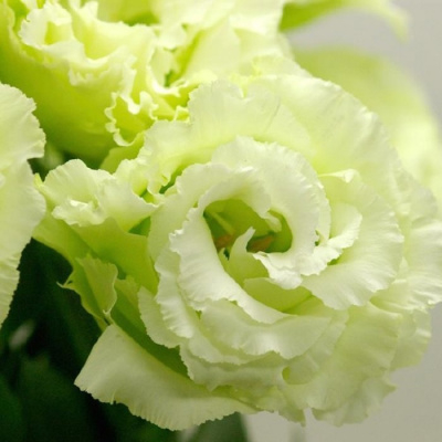 eustoma-f1-mariachi-laym