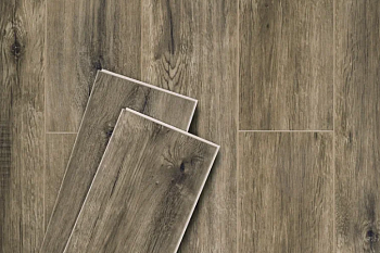 dub egipetskiy odnopolosnyy2016-5